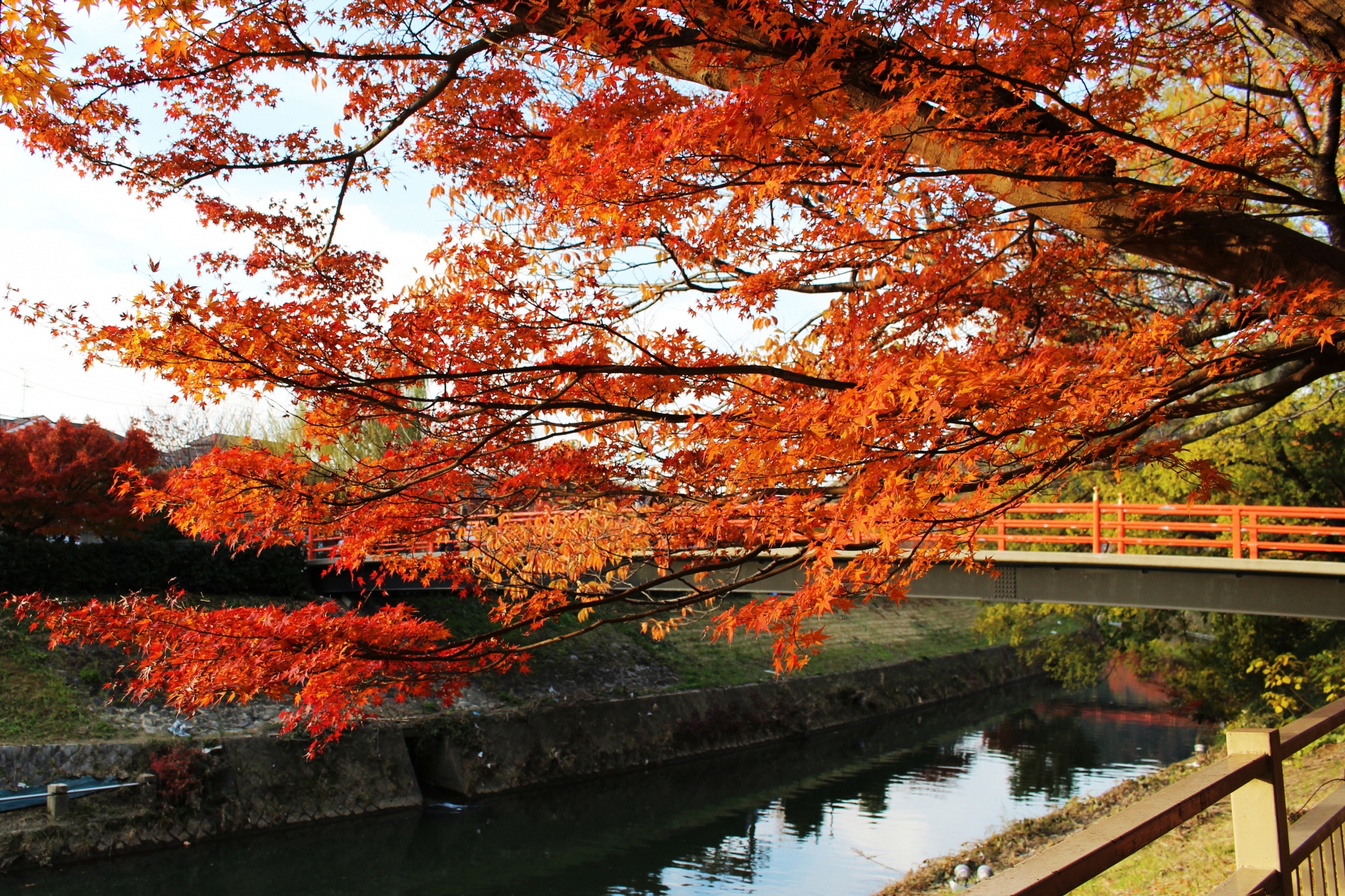 竜田川の風景